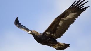 Golden Eagle. long tail and small head helps with ID