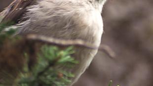 Gray Jay