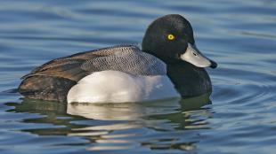 Greater Scaup, aka "Broadbills"