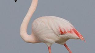Greater Flamingo