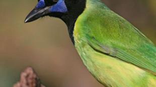 Green Jay