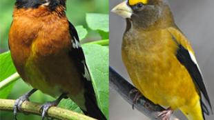 Black-headed and Evening Grosbeaks