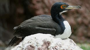 Guanay Cormorant