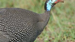 Helmeted Guineafowl