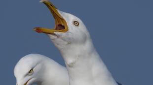 Herring Gull