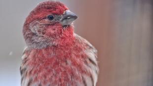 Male House Finch in close-up