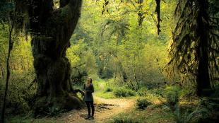 Hoh River Valley, Olympic National Park