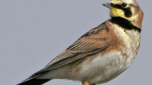 Horned Lark