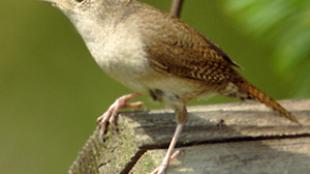 House Wren