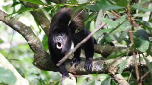 Howler Monkey "howling"