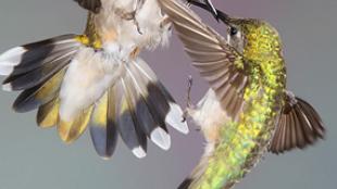 Hummingbirds Squabble