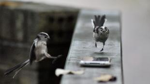 Long-tailed Tit
