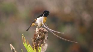 King of Saxony Bird-of-Paradise