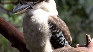 Laughing Kookaburra