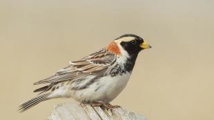 Lapland Longspur