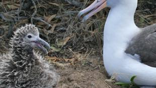 Laysan Albatross