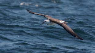 Laysan Albatross