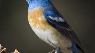 Lazuli Bunting