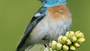 Lazuli Bunting