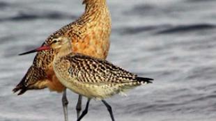 A Pair of Long-billed Curlew