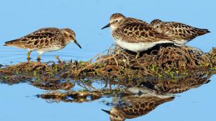 Least Sandpipers on wetland habitat