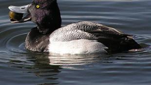 Lesser Scaup