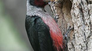 Lewis's Woodpecker