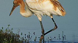 Whooping Crane