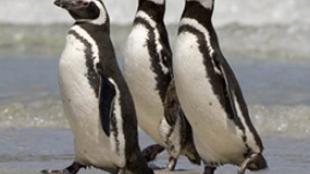 Magellanic Penguins