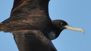 Magnificent Frigatebird in flight