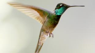 Magnificent Hummingbird