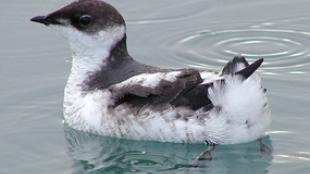 Marbled Murrelet