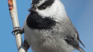 Mountain Chickadee