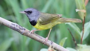 Mourning Warbler