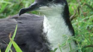 Newell's Shearwater