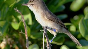 Nihoan Millerbird