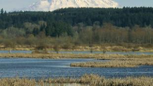 Mt. Rainier from Nisqually