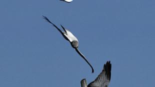 Northern Harrier sky dancing