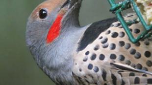 Northern Flicker at suet cage