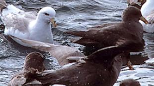 Northern Fulmars