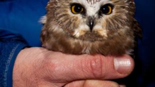 Saw-whet Owl