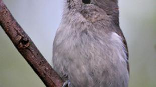 Oak Titmouse