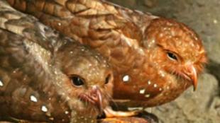 Oilbirds perched on rocks in cave