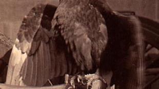 "Old Abe" the Bald Eagle mascot, photo Wisconsin Historical Society