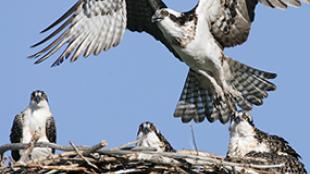 Osprey in Flight