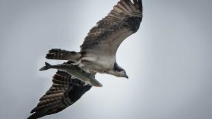 Osprey with fish carried head forward