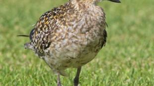 Pacific Golden-Plover