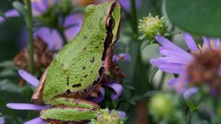 Pacific Tree Frog