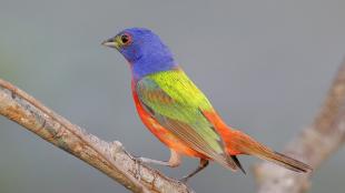 Painted Bunting