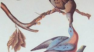 Passenger Pigeons